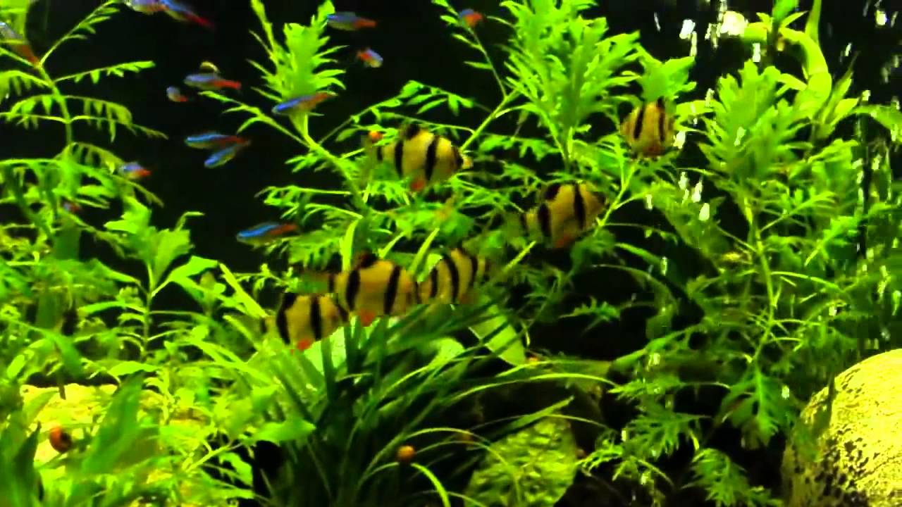 Schooling Neon Tetras Paracheirodon innesi and Tiger Barbs Puntius tetrazona