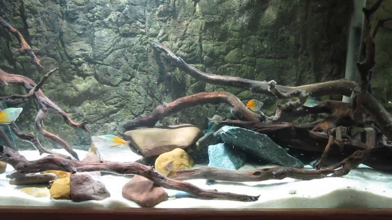 Leptobotia elongata feeding