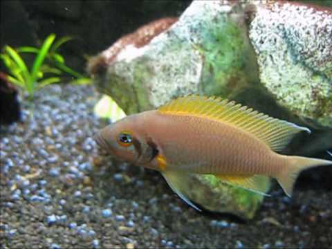 neolamprologus brichardi - breeding (diary part 1)