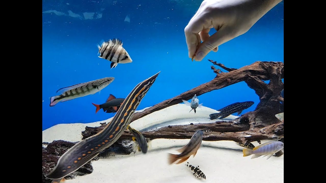 [HD] Hand Feeding another Fire Eel - Mastacembelus erythrotaenia -