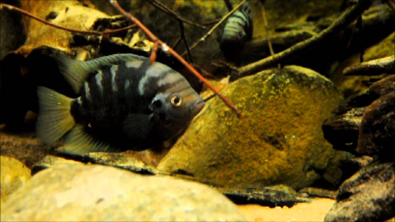 North & Central American Cichlids in the Display Aquarium, Archocentrus centrarchus (episode 4)