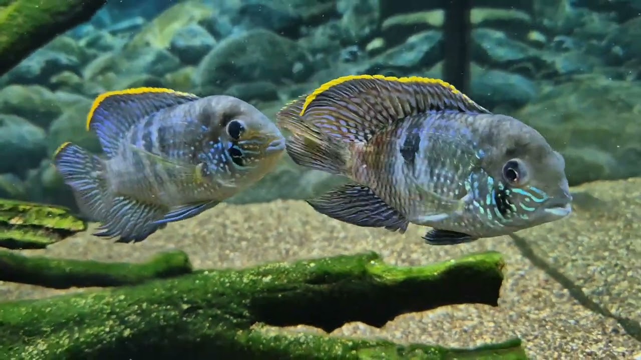 Andinoacara latifrons "san cipriano" fight for dominance part 2/ Akara platynowa potyczka cześć 2