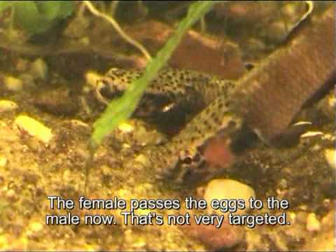 Betta albimarginata (Reproduction Behaviour)