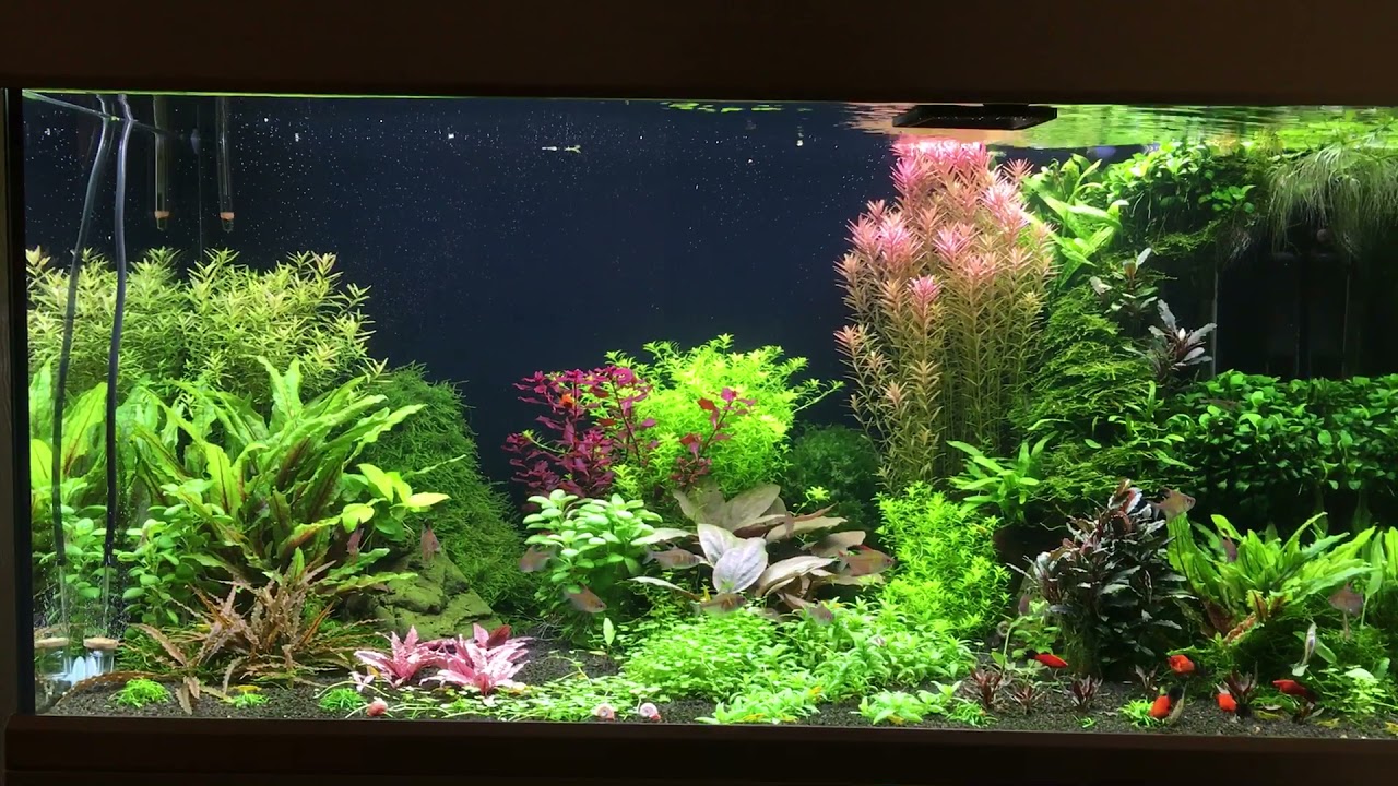 Eheim Proxima 250 ,Nannostomus mortenthaleri, Hyphessobrycon paepkei