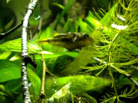 Carinotetraodon travancoricus feeding on Mysis part I