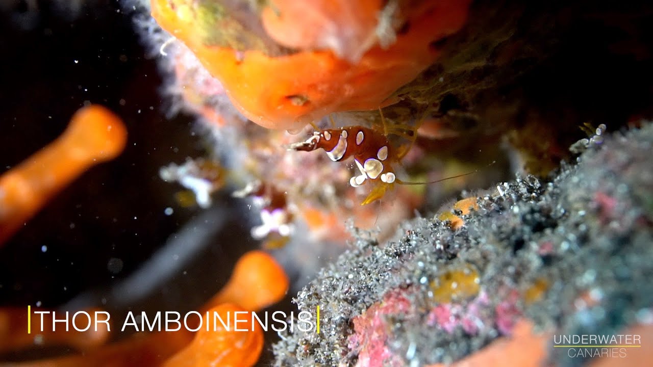 Squat Shrimp Thor Amboinensis / Diving Tenerife - Underwater Canaries