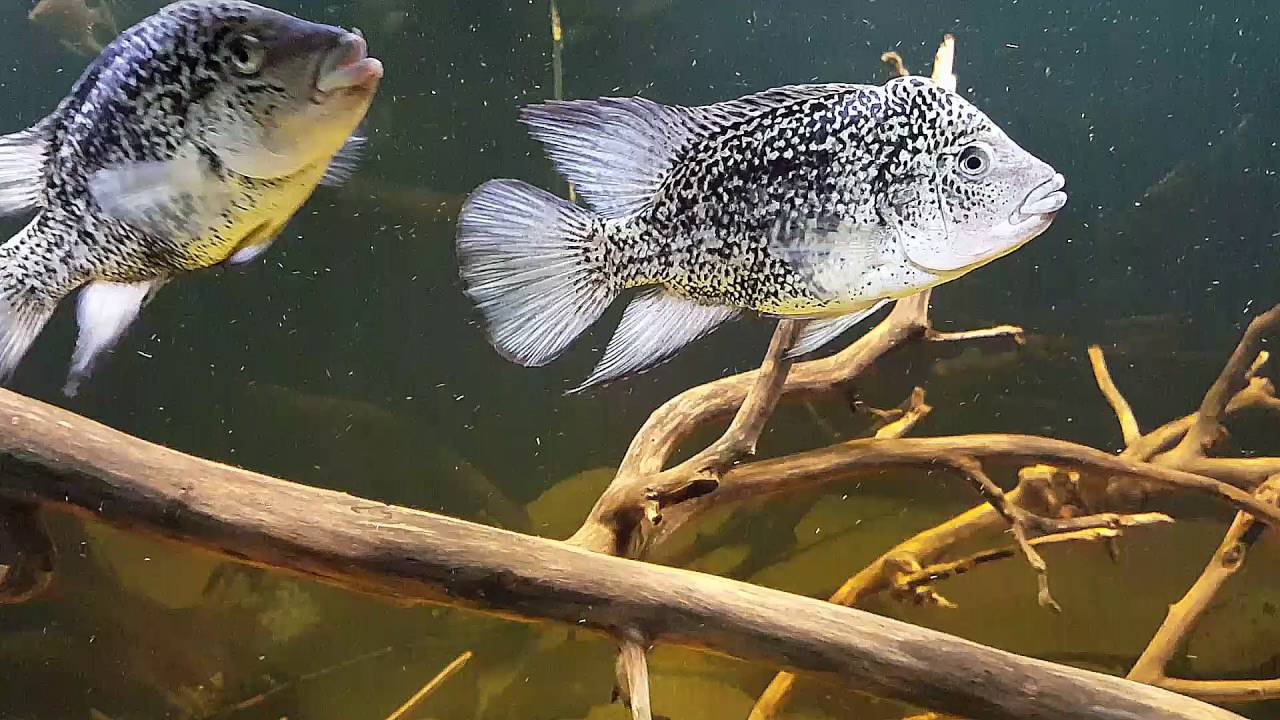 Nandopsis haitiensis 2016-07-13