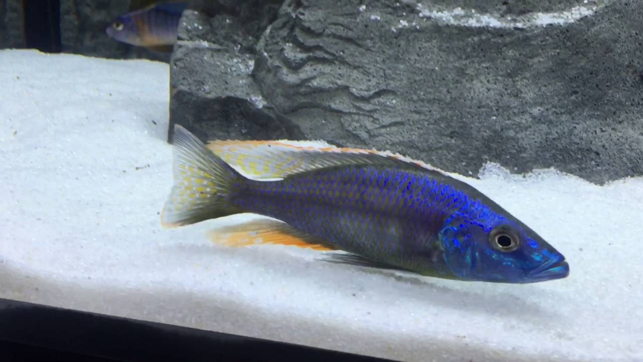 Species profile dimidiochromis strigatus