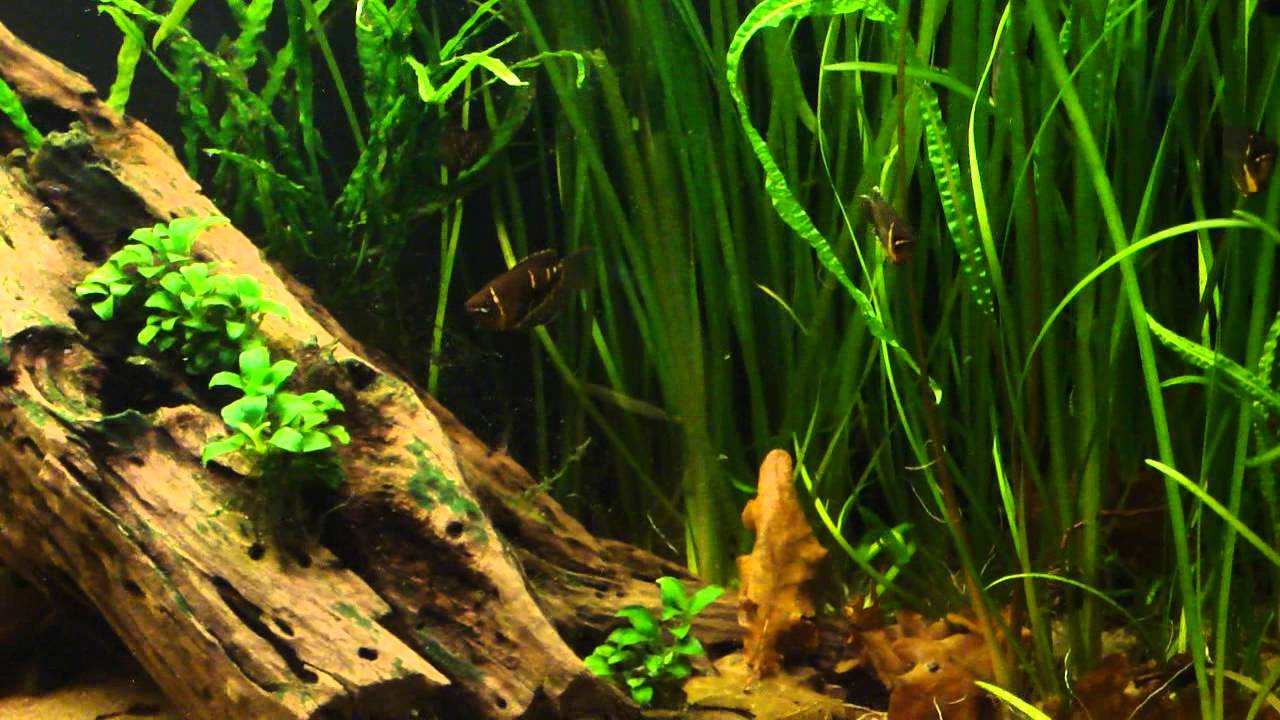 Sphaerichthys osphromenoides and selatanensis 18.05.2011