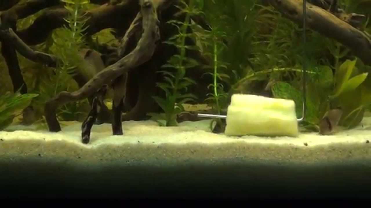 My Corydoras metae`s