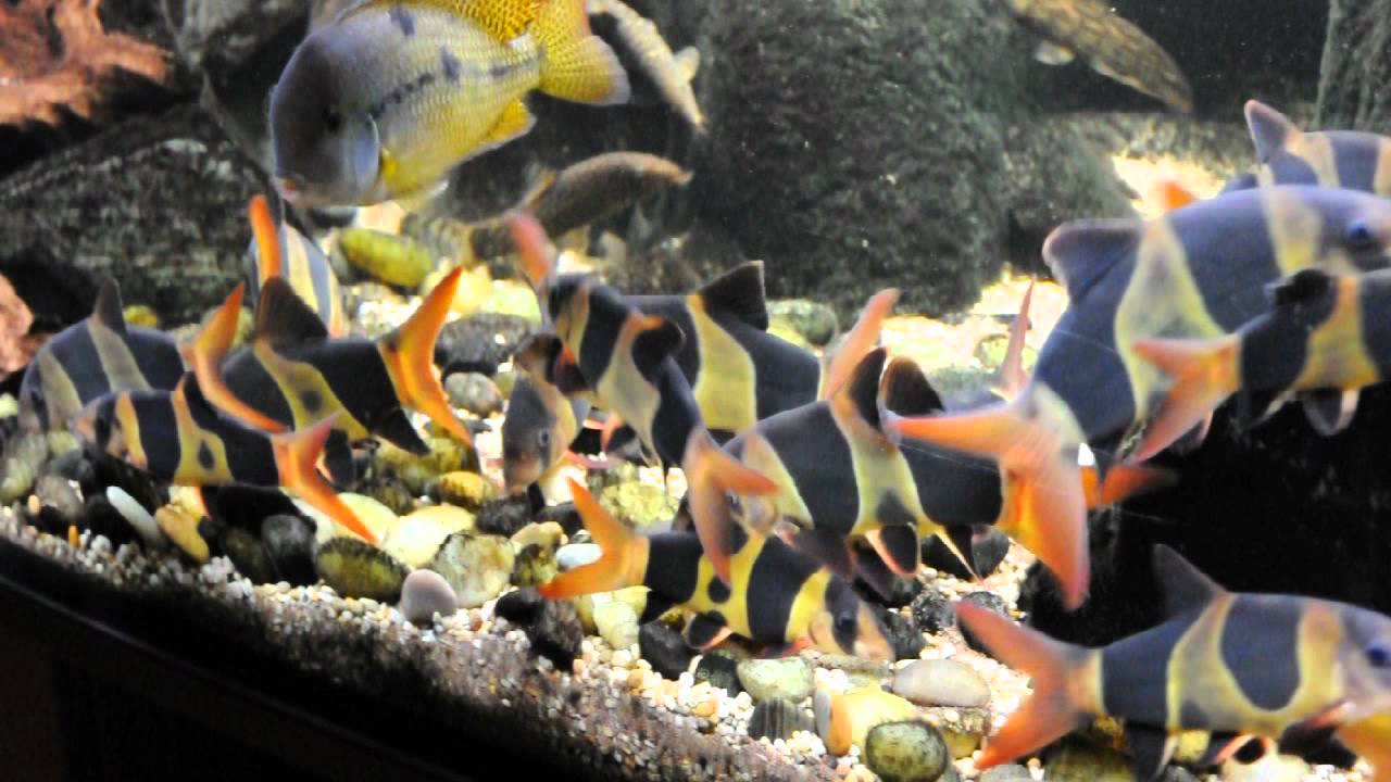 Chromobotia macracanthus  Clown Loach aquarium