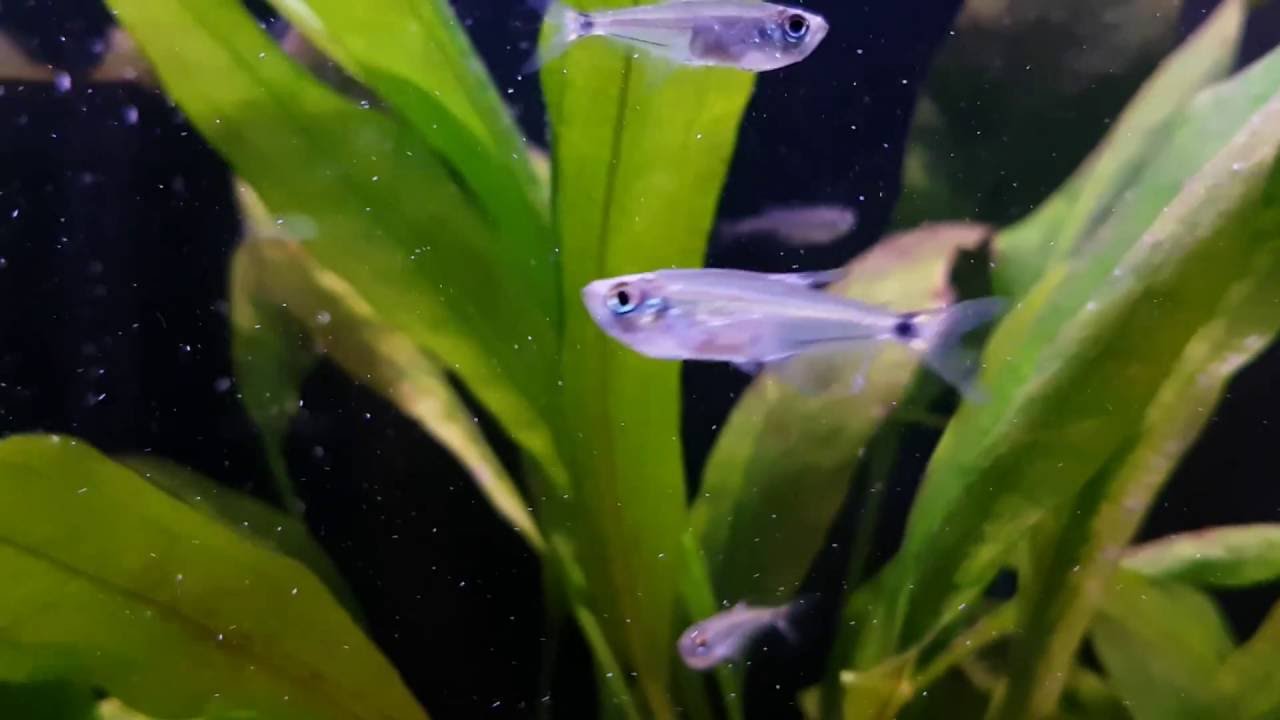 Gnathocharax steindachneri (wild) bij Aquarium Speciaalzaak Utaka
