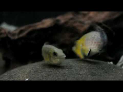 Pseudocrenilabrus cf nicholsi Kikondja spawning