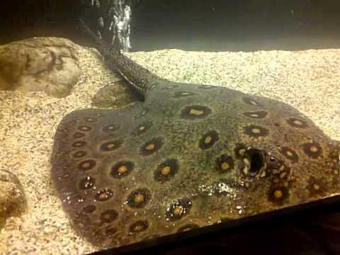 zwangere potamotrygon motoro