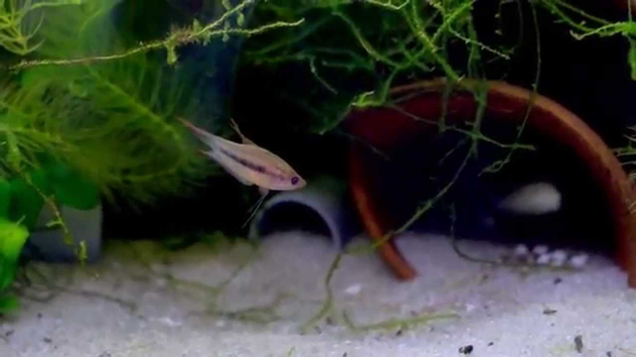 Trichopsis schalleri : grognement, couple reproducteur