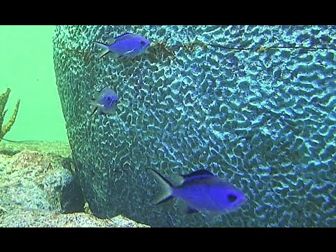 ブルークロミス   Blue Chromis　Chromis cyanea
