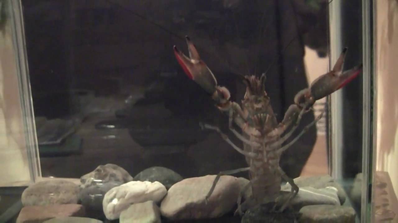 Cherax quadricarinatus