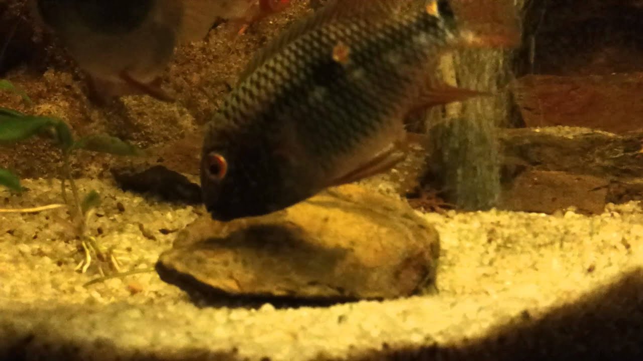 Aequidens diadema spawning / treni