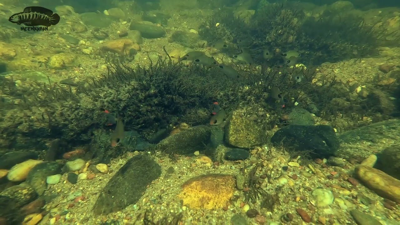 Apsara Barb in the Sita River | #biotope #barbs #underwater #westernghats #aquariumfish | 4K video