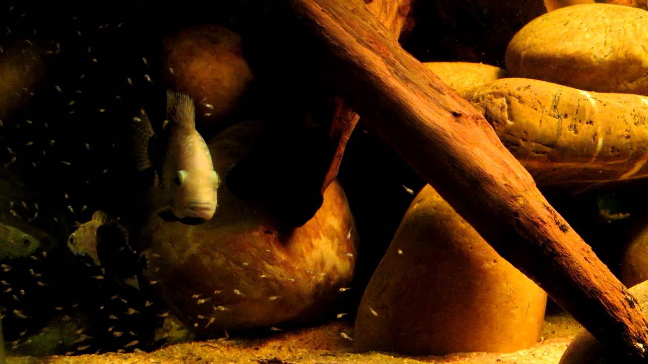 Herichthys carpintis couple in breeding colour with young