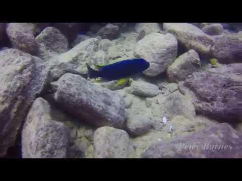 Petrotilapia microgalana at Mbowe Island