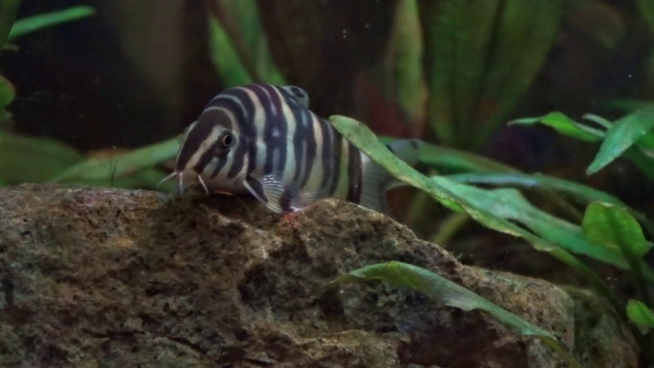 Is it gold? Is it a zebra? It's a Golden Zebra Loach! AC #3 (Botia histrionica) 伊洛瓦底沙鳅  ゴールド・ゼブラ・ローチ