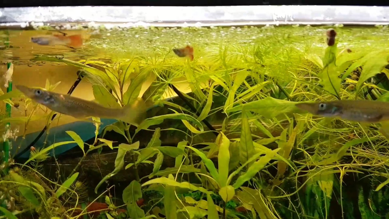 Hechtkärpfling (Belonesox belizanus) beim fressen