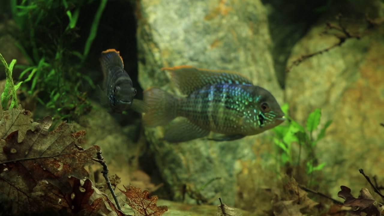 Andinoacara latifrons "San Cipriano"