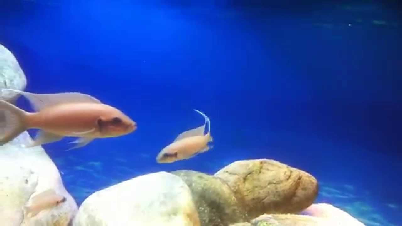 Neolamprologus pulcher