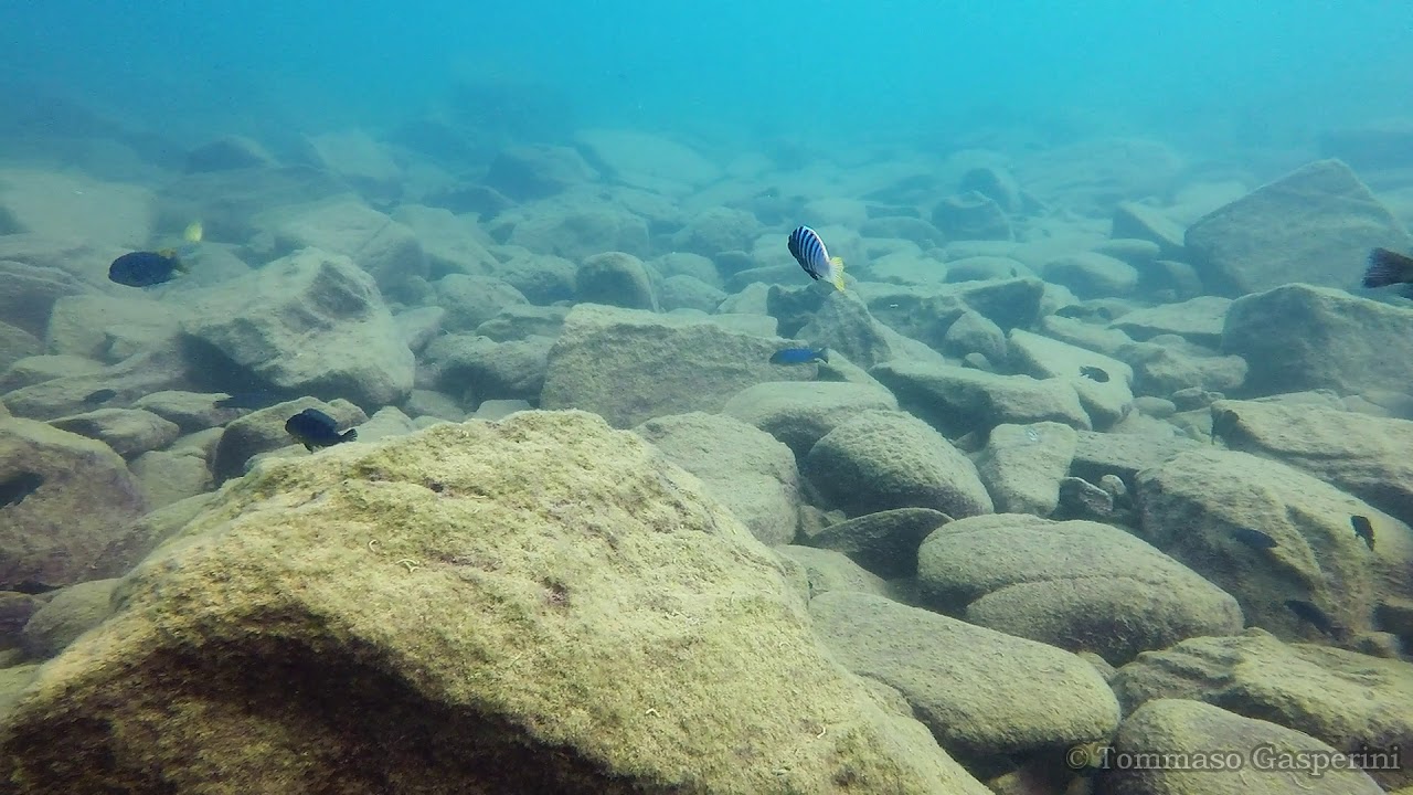 Metriaclima Pyrsonotos at Nakantenga Island