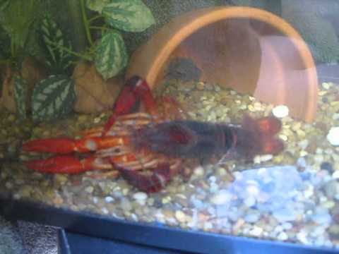 Procambarus Clarkii mating