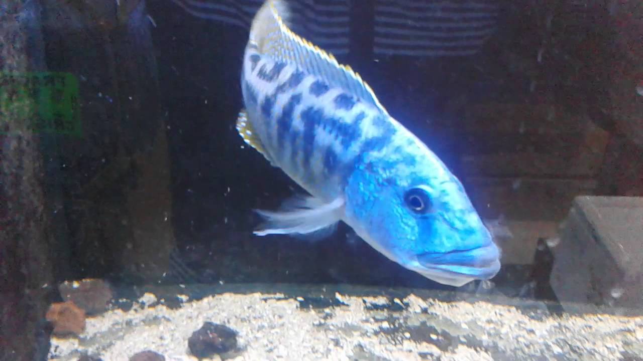 Tyrannochromis nigriventer
