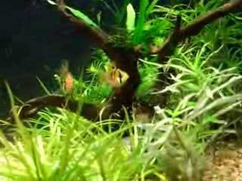 Mikrogeophagus Ramirezi and its baby