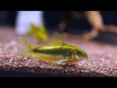CW009 & Corydoras Amapaensis