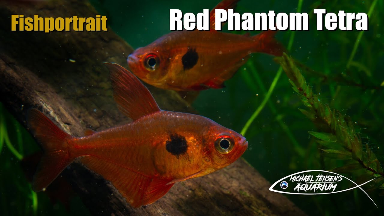 Red Phantom Tetra - Hyphessobrycon sweglesi