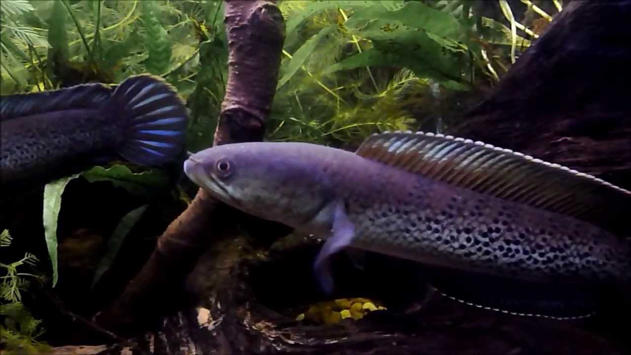 Beauty Of Channa stewartii