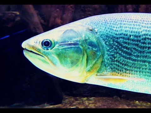 ドラード、ドラド　Dorado　Salminus brasiliensis