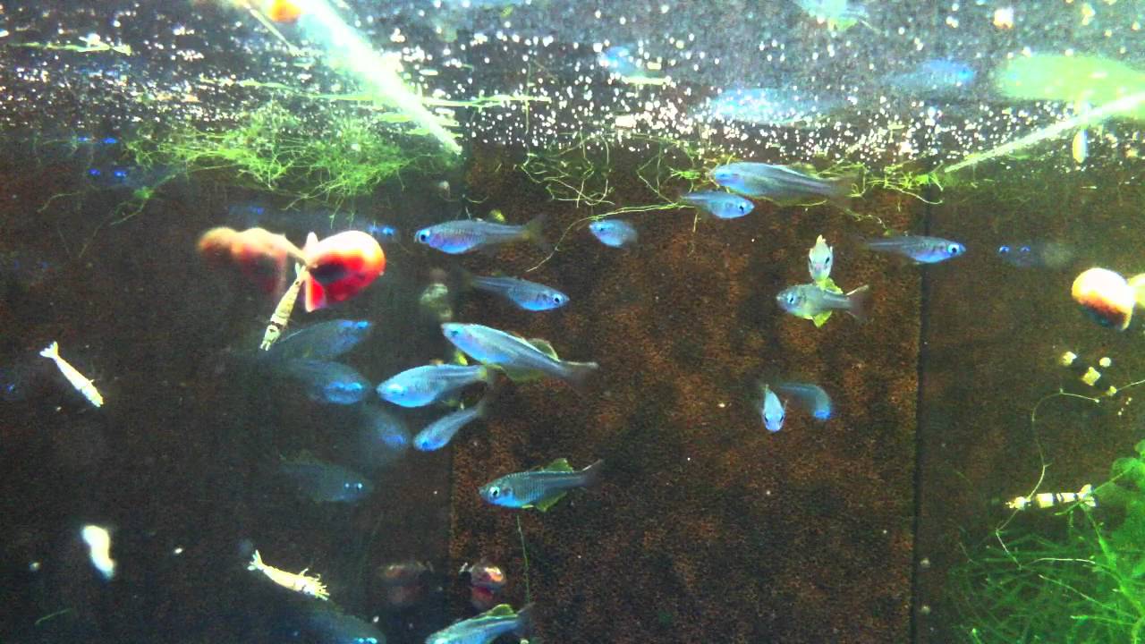 Pseudomugil ivantsoffi 'Kopi River'