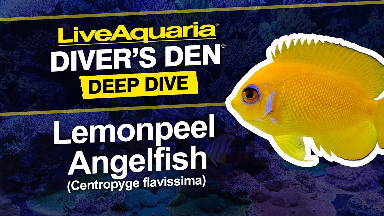LiveAquaria® Diver’s Den® Deep Dive: Lemonpeel Angelfish (Centropyge flavissima)
