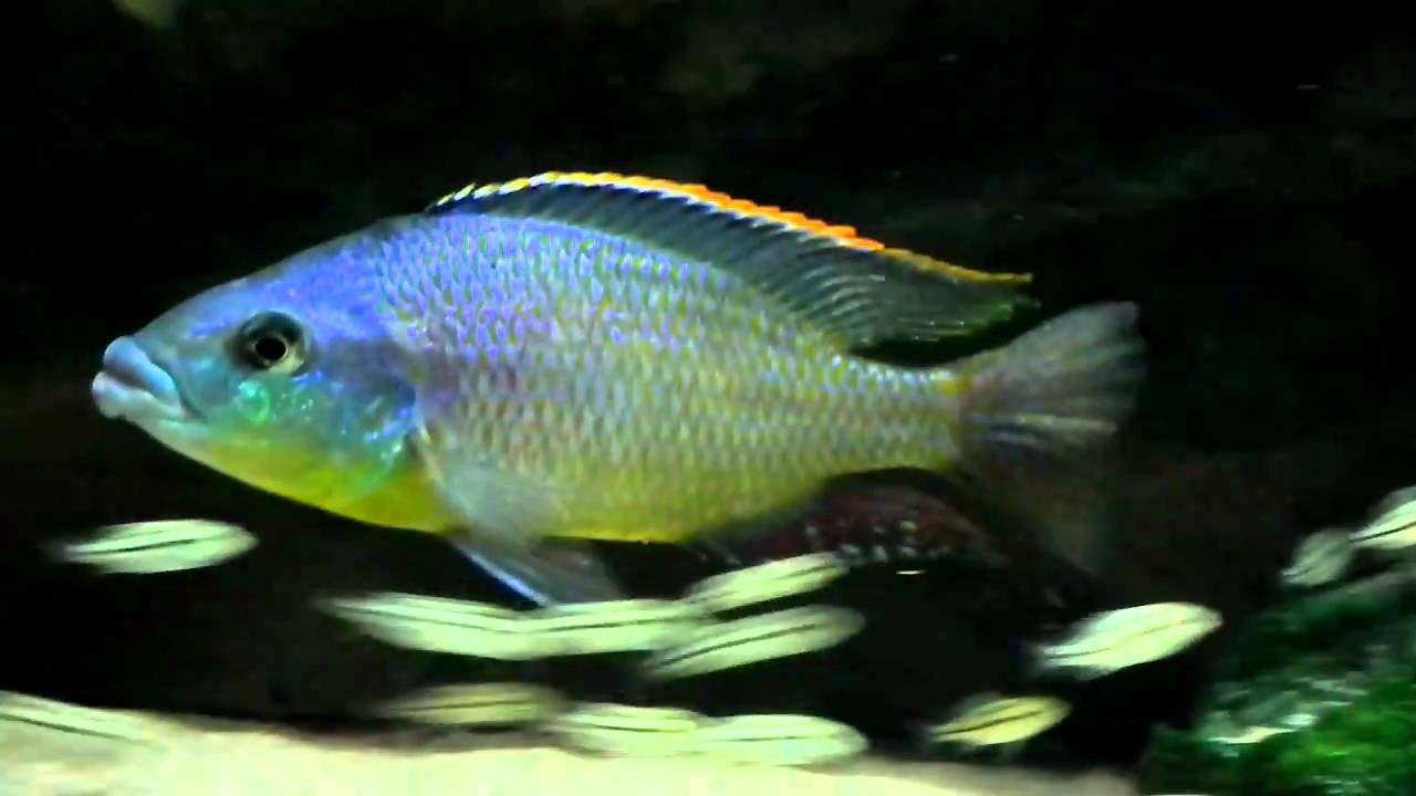 MALAWI - Cheilochromis euchilus WF