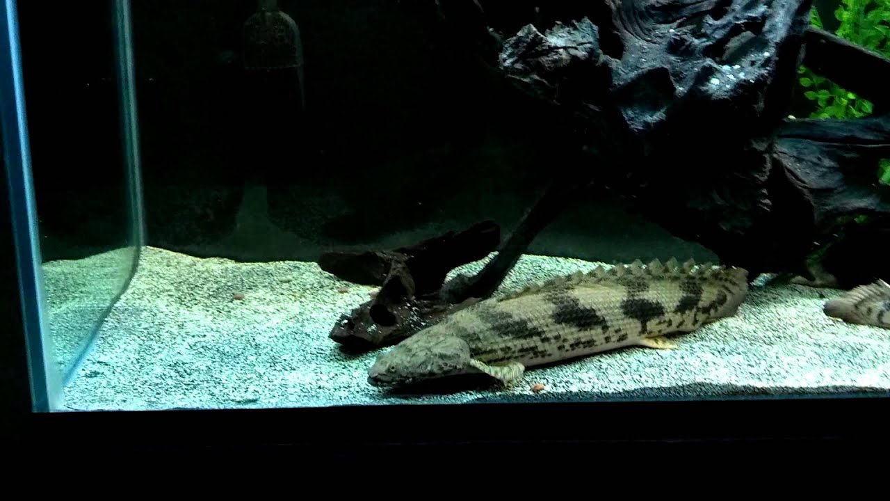 Ancient Beast Monster Polypterus Endlicheri Bichir