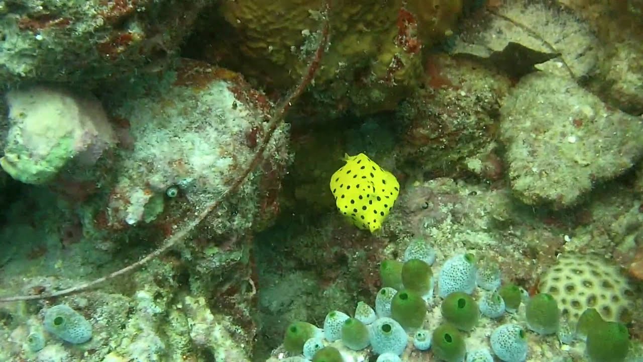 Yellow Boxfish (Ostracion cubicus) Juvenile - 02