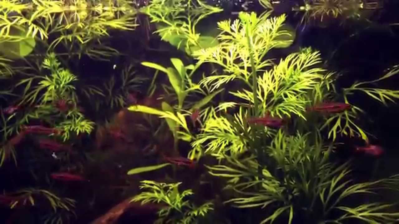 Boraras brigittae (Chili Rasbora) Schooling and Feeding