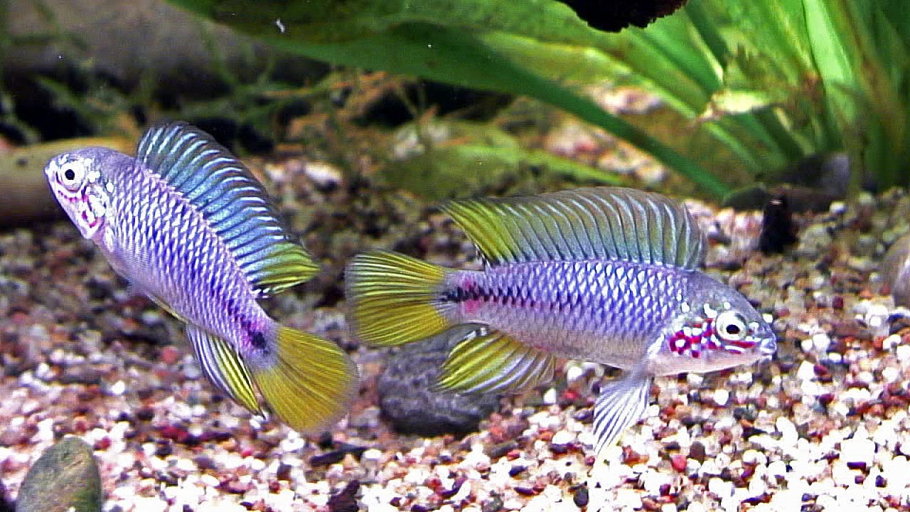 Apistogramma borellii, Pflege und Zucht im Aquarium
