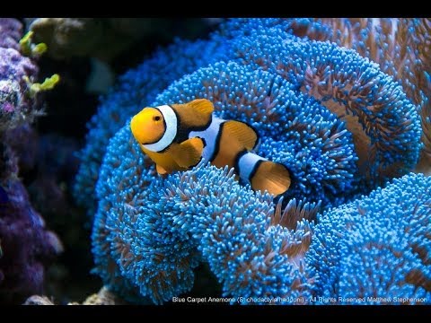 Our House Is A Very, Very, Very Fine Blue Carpet Anemone