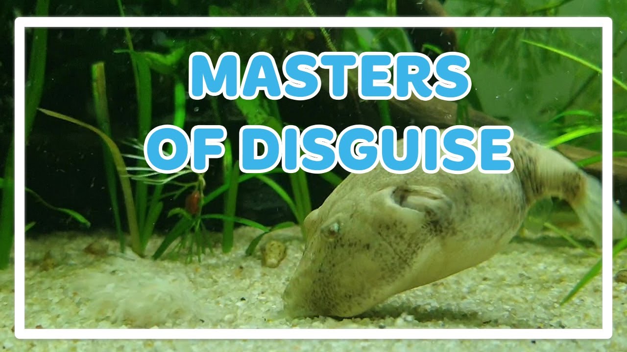 TETRAODON MIURUS | DIGS & COLOUR CHANGE