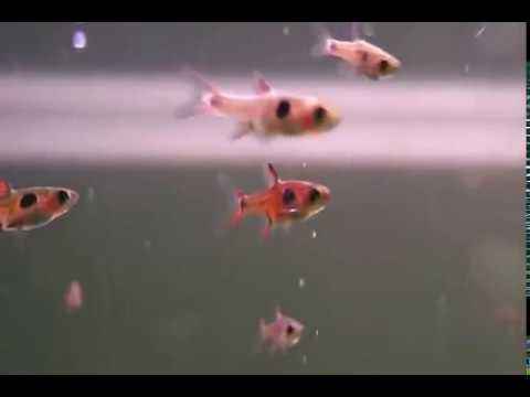 Planted aquarium "AQ03" 420l tank