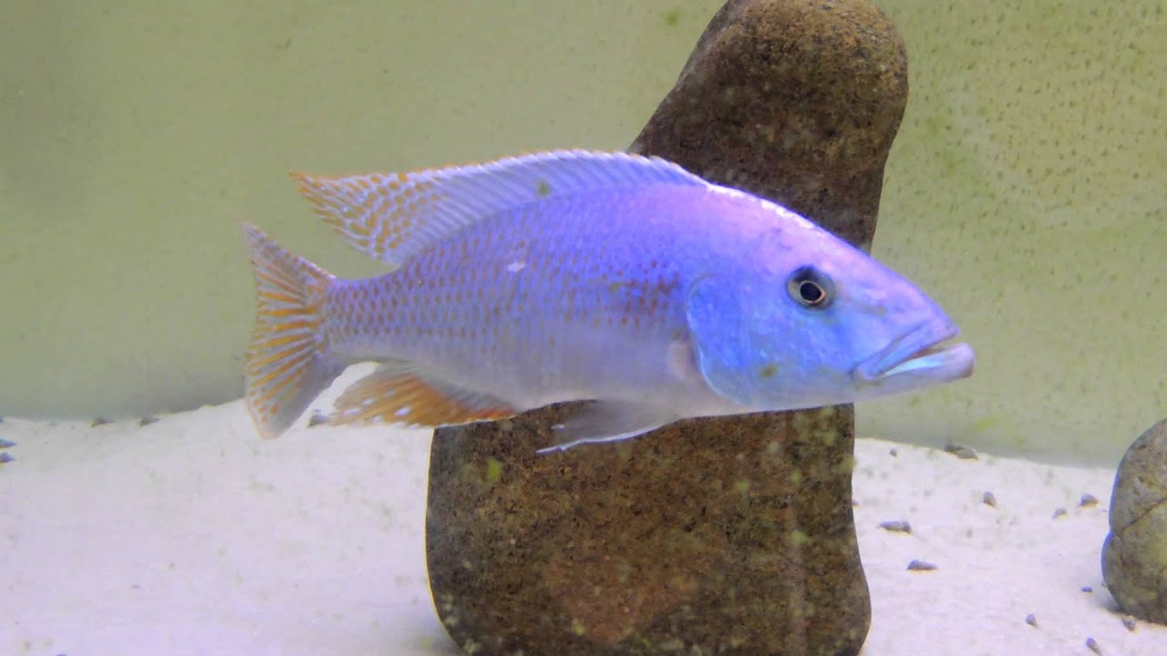 Tyrannochromis Nigriventer Southern