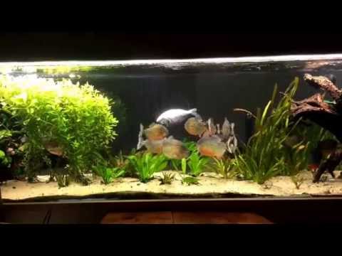 Nourissage Piranhas Pygocentrus Nattereri 11.02.15