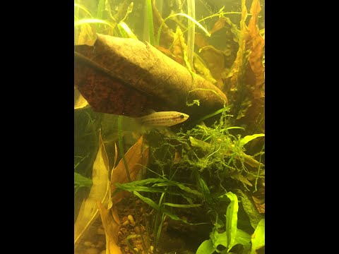 Betta Falx Biotope Aquarium!